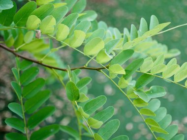 Kore taze yeşil yaprak