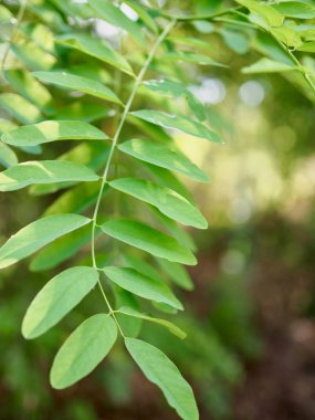 Kore taze yeşil yaprak