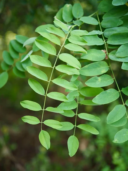 Kore taze yeşil yaprak