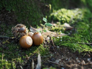 Kore ormanın içinde büyüyen meşe palamutları