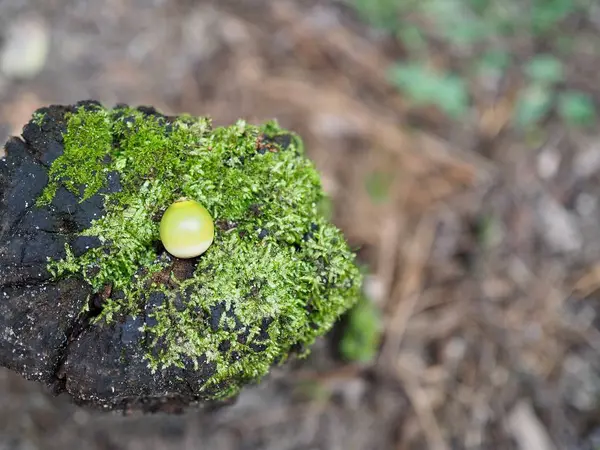 Žaludy Vyrůstal Korejské Woods — Stock fotografie