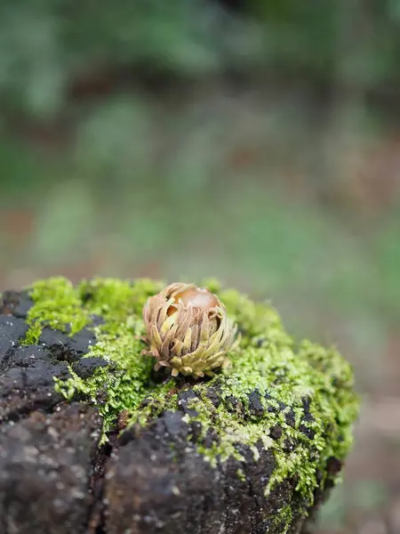 Maíz Creciendo Bosque Coreano — Foto de Stock