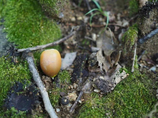 Žaludy Vyrůstal Korejské Woods — Stock fotografie