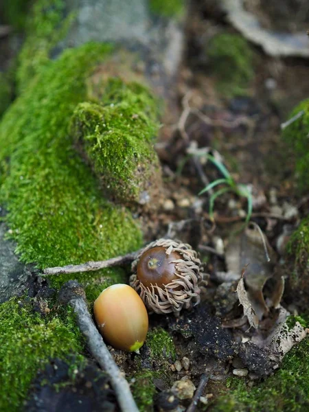 Bolotas Crescendo Floresta Coreana — Fotografia de Stock