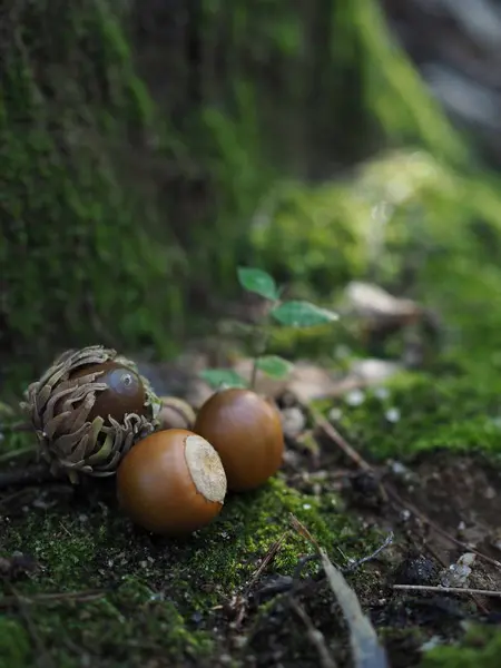 Bolotas Crescendo Floresta Coreana — Fotografia de Stock