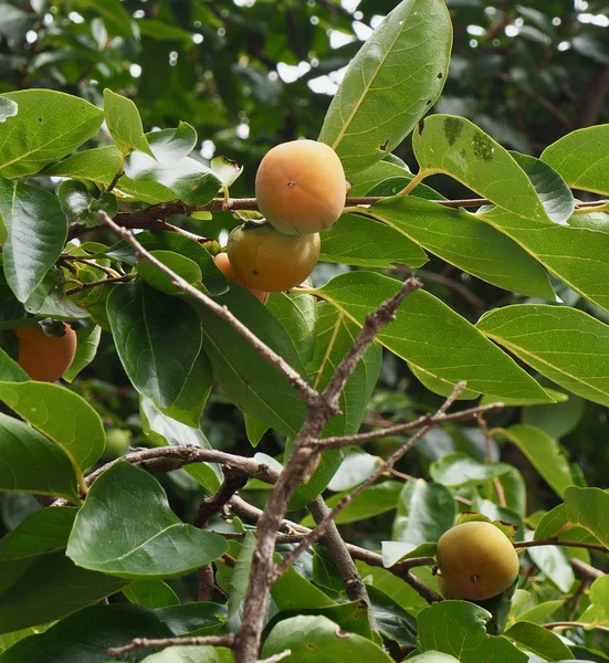 Persimon Mogna Persimmon Tree Korea — Stockfoto