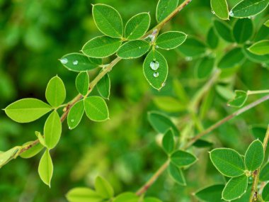 yaprak ve Su damlacıkları