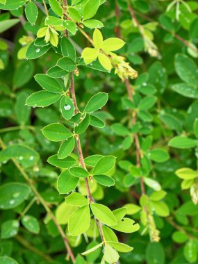 yaprak ve Su damlacıkları