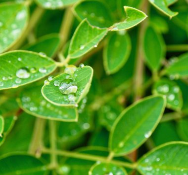 yaprak ve Su damlacıkları
