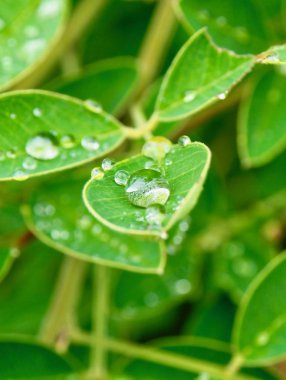 yaprak ve Su damlacıkları
