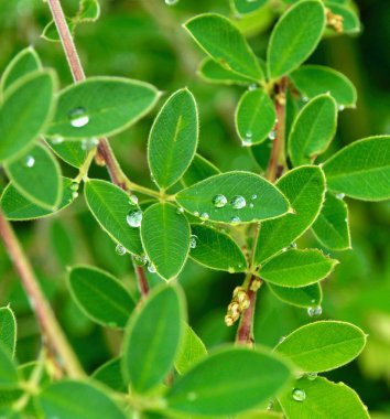 yaprak ve Su damlacıkları