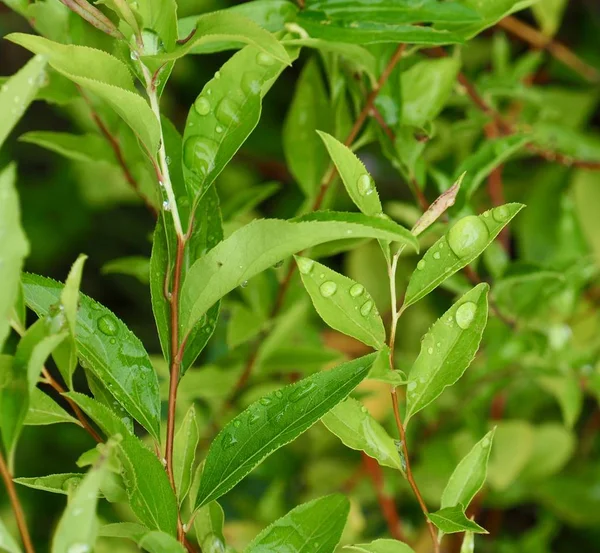 Leaves Water Droplets — Stock Photo, Image