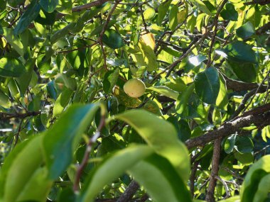 Trabzon hurması bir hurma ağacı, Kore Olgun