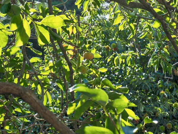 Eine Kaki Reif Einem Kaki Baum Korea — Stockfoto