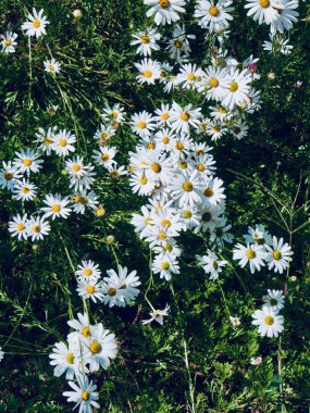  Sonbahar cosmos çiçek sahne