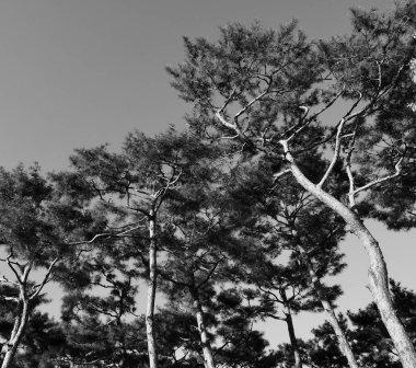 Kore'nin çam manzara, siyah beyaz fotoğraf