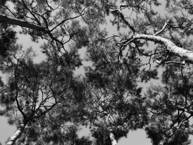 Kore'nin çam manzara, siyah beyaz fotoğraf