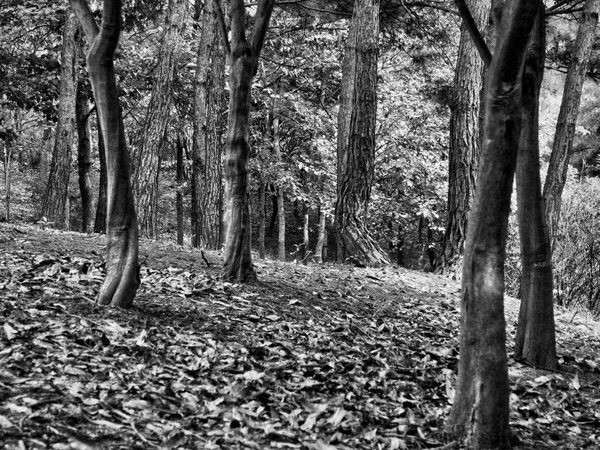 Сосновый Пейзаж Кореи Черно Белое Фото — стоковое фото