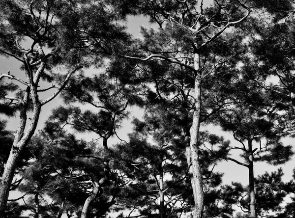 Korea\'s pine landscape, black and white photo