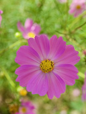  Sonbahar cosmos çiçek sahne