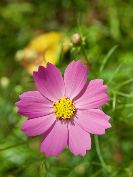 Outono Cosmos Flor Paisagem — Fotografia de Stock