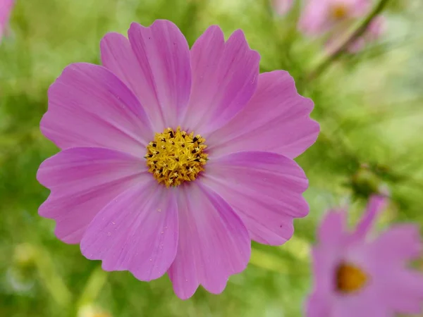 Outono Cosmos Flor Paisagem — Fotografia de Stock