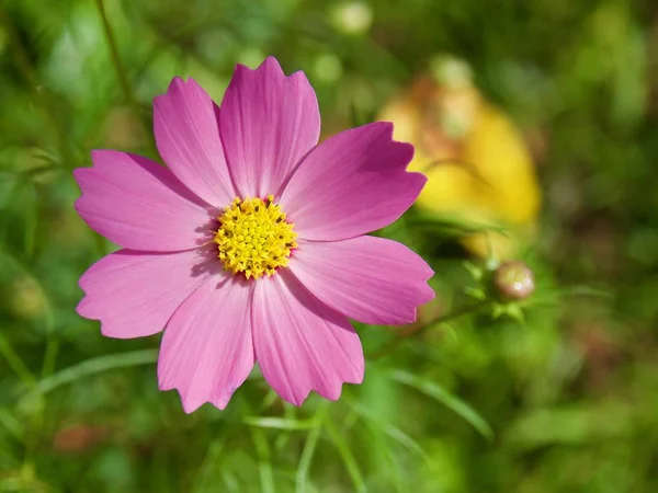 Outono Cosmos Flor Paisagem — Fotografia de Stock