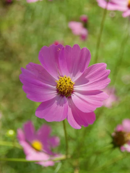 Herbst Kosmos Blume Landschaft — Stockfoto