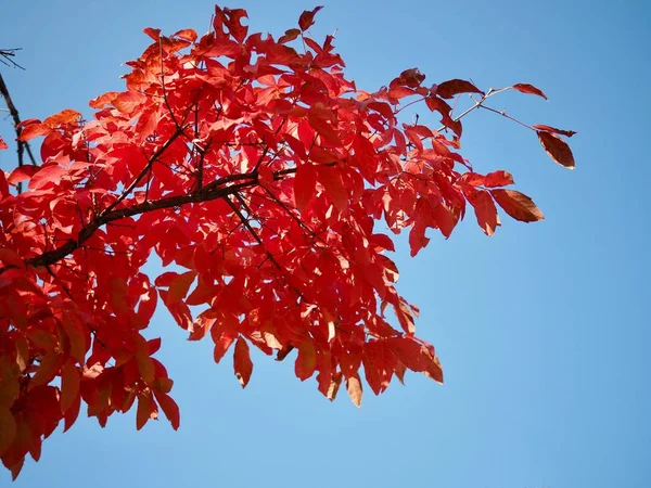 Maple trees in the heart of Korea