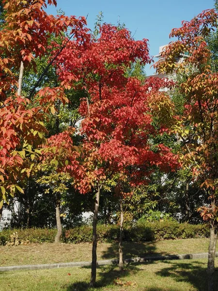 Maple Bomen Het Hart Van Korea — Stockfoto
