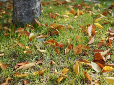 Kore sonbahar yaprakları düşmüş