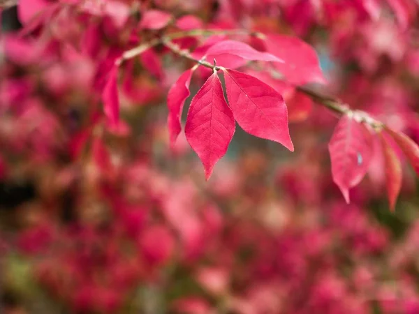 October Autumn Maple Leaves — Stock Photo, Image