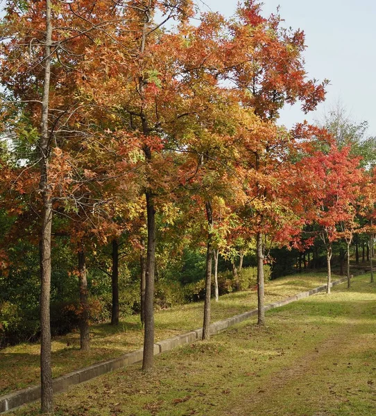 Maple trees in the heart of Korea