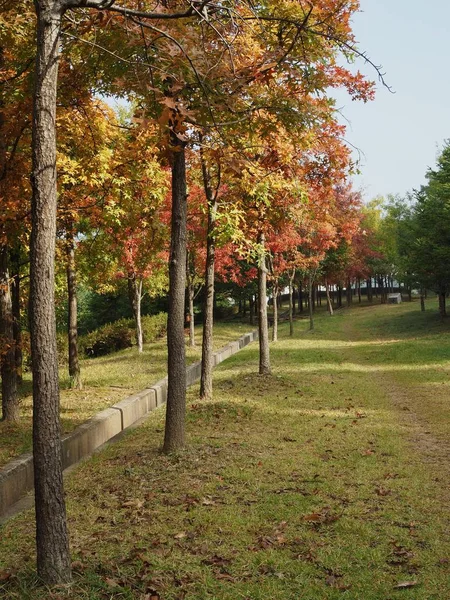 Maple trees in the heart of Korea