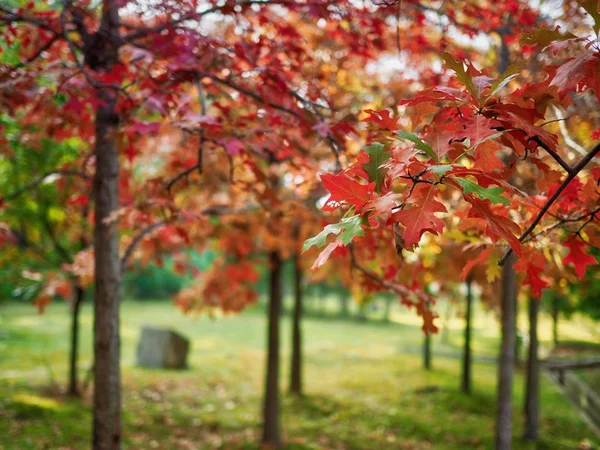 Árvores Bordo Coração Coreia — Fotografia de Stock