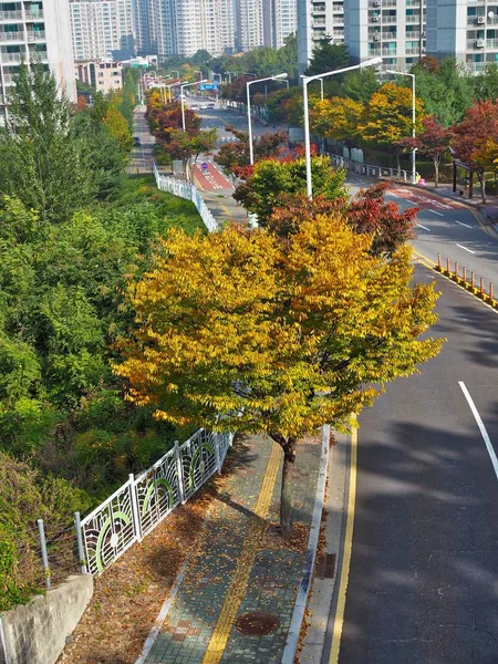 Кленовые Деревья Сердце Кореи — стоковое фото
