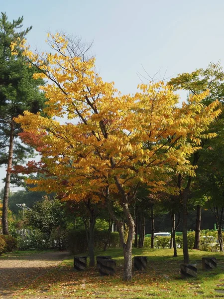 Árvores Bordo Coração Coreia — Fotografia de Stock