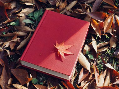 Kitap ve sonbahar akçaağaç yaprakları