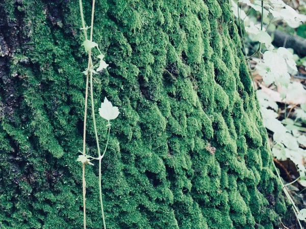 Musgo Floresta — Fotografia de Stock