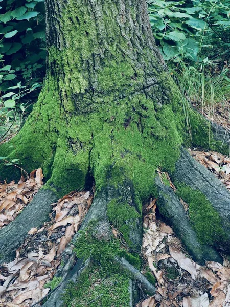 Musgo Floresta — Fotografia de Stock