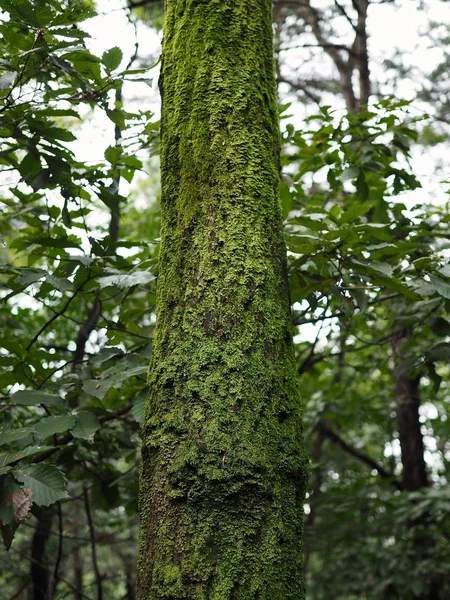 Musgo Floresta — Fotografia de Stock