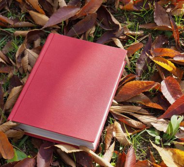 Kitap ve sonbahar akçaağaç yaprakları