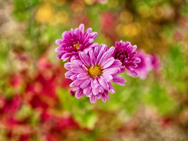 Autumn Chrysanthemum Scenery Korea — Stock Photo, Image