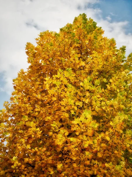 Maple Bomen Korea Cheongju Stad — Stockfoto