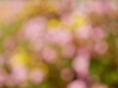 Ormanda yaprak bokeh, odağını kaybetmiş