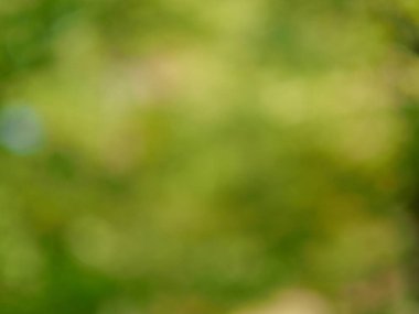 Ormanda yaprak bokeh, odağını kaybetmiş