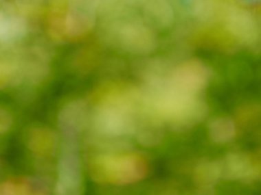 Ormanda yaprak bokeh, odağını kaybetmiş