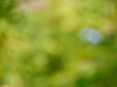 Ormanda yaprak bokeh, odağını kaybetmiş