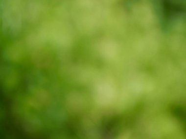 Ormanda yaprak bokeh, odağını kaybetmiş