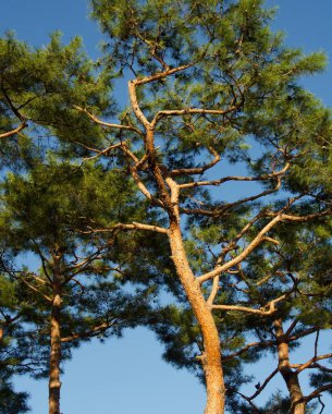  Çam manzara içinde Korea